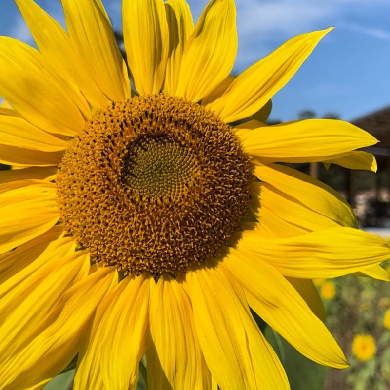 sunflower